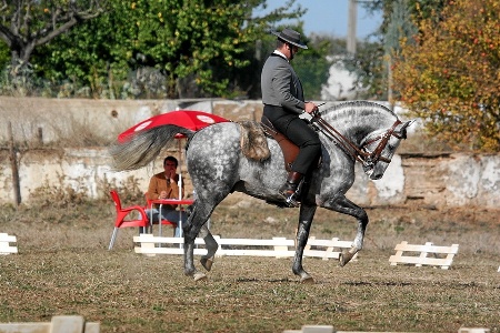 08-11-07 - QUINTA FEIRA  EQUITAÇÃO À PORTUGUESA PROVA B  ( FERNANDO CASTANHO)