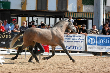 09-11-07 SEXTA FEIRA  APRESENTAÇÃO CAVALOS DE SELA - LUSITANOS - 3ANOS E 4 ANOS MONTADOS  (F