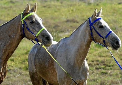 INSPECÇÕES VETERINARIAS (FERNANDO BATISTA)