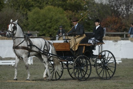 XXXIII – FEIRA NACIONAL DO CAVALO – GOLEGÃ 2008