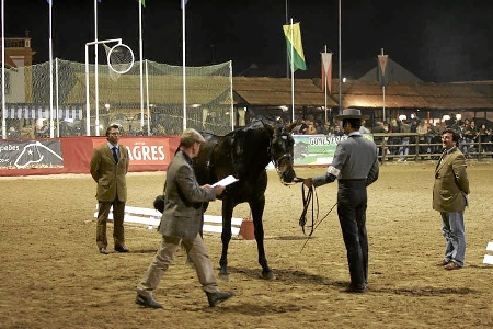 XXXIII – FEIRA NACIONAL DO CAVALO – GOLEGÃ 2008