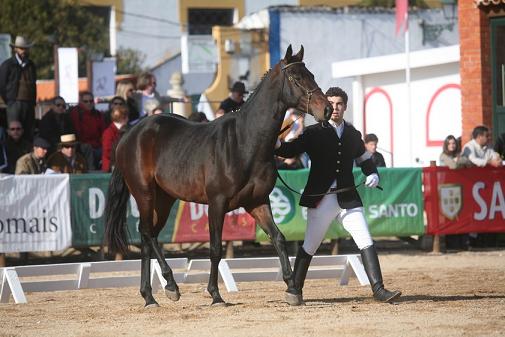 10/11/08 – SEGUNDA APRESENTAÇÃO DE CAVALOS DE SELA 3 ANOS (AP. MÃO)(FERNANDO CASTANHO)