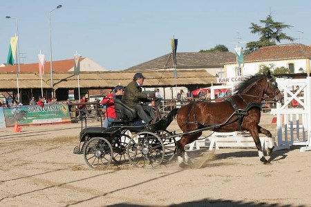 XXXIII – FEIRA NACIONAL DO CAVALO – GOLEGÃ 2008