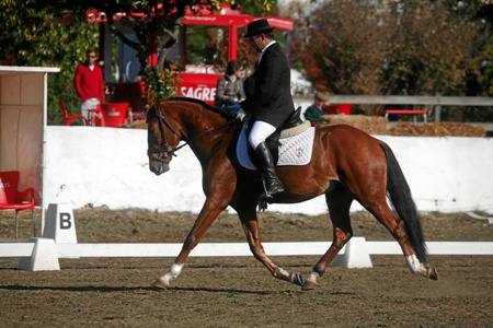 XXXIII – FEIRA NACIONAL DO CAVALO – GOLEGÃ 2008