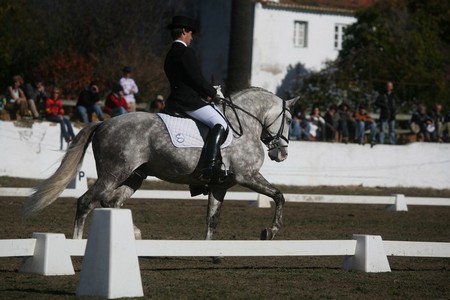 XXXIII – FEIRA NACIONAL DO CAVALO – GOLEGÃ 2008
