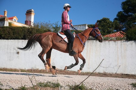 XXXIII – FEIRA NACIONAL DO CAVALO – GOLEGÃ 2008