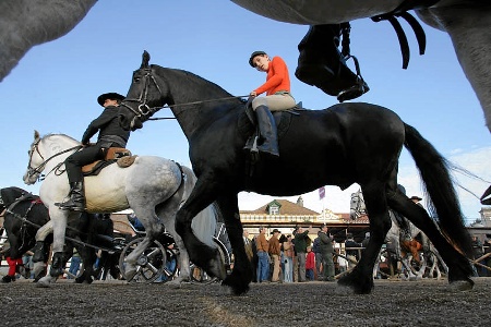 XXX – FEIRA NACIONAL DO CAVALO – GOLEGÃ 2005