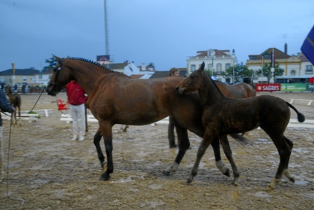EXPOEGUA 2009 – GOLEGÃ