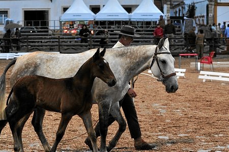 EXPOEGUA 2009 – GOLEGÃ