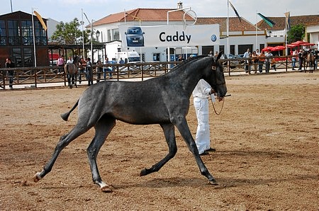 EXPOEGUA 2009 – GOLEGÃ