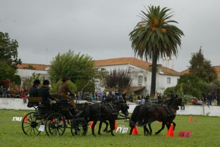 XXXIV – FEIRA NACIONAL DO CAVALO – GOLEGÃ 2009