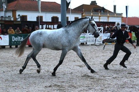 XXXIV – FEIRA NACIONAL DO CAVALO – GOLEGÃ 2009
