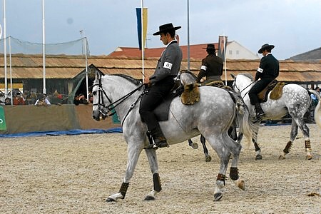 14-11-09 – SABADOAP. CAVALOS UM CAVALO A VER UM A ADQUIRIR(JOSE BAPTISTA)