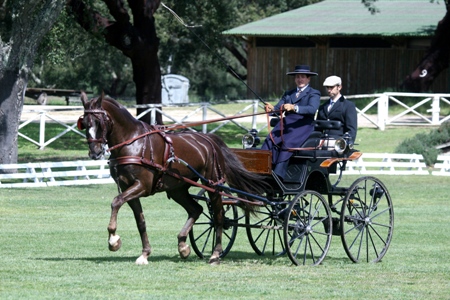 ATRELAGEM – COPA IBERICA DE ATRELAGEM 2010 – COMPANHIA DAS LEZIRIAS