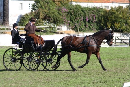 XXXV – FEIRA NACIONAL DO CAVALO – GOLEGÃ 2010