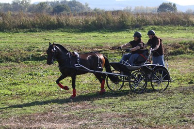XXXV – FEIRA NACIONAL DO CAVALO – GOLEGÃ 2010