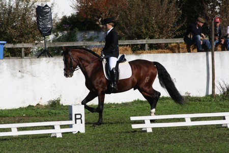 10-11-2010CONC. DRESSAGE NACIONALP2-E2-M2(PEDRO VENTURA)