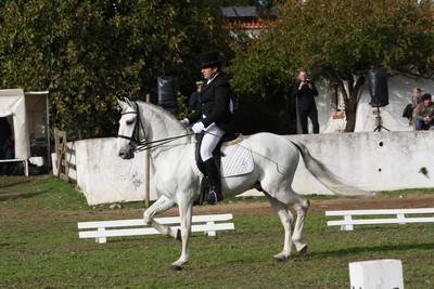 10-11-2010CONC. DRESSAGE NACIONALC2(PEDRO VENTURA)