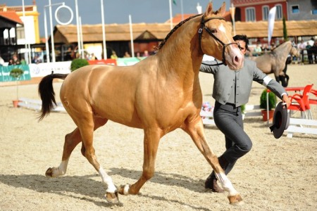 XXXV – FEIRA NACIONAL DO CAVALO – GOLEGÃ 2010