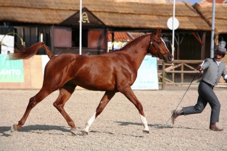 XXXV – FEIRA NACIONAL DO CAVALO – GOLEGÃ 2010