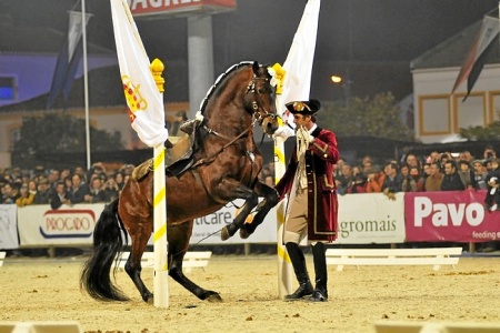 12-11-2010ESCOLA PORTUGUESA DE ARTE EQUESTRE(ANTONIO SANTOS)