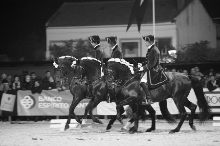 12-11-2010ESCOLA PORTUGUESA DE ARTE EQUESTRE(FERNANDO CASTANHO)