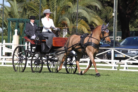 ATRELAGEM -IX TAÇA IBERICA DE ATRELAGEM 2011 – COMPANHIA DAS LEZIRIAS