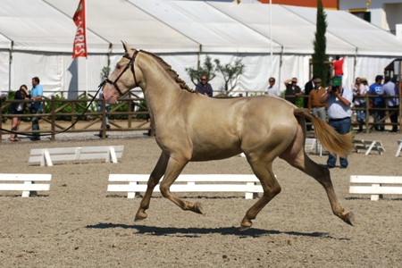 EXPOEGUA 2011 -GOLEGÃ