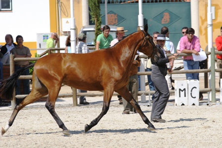 EXPOEGUA 2011 -GOLEGÃ