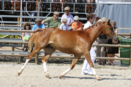 EXPOEGUA 2011 -GOLEGÃ