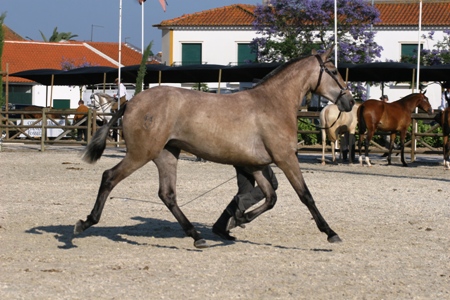 EXPOEGUA 2011 -GOLEGÃ