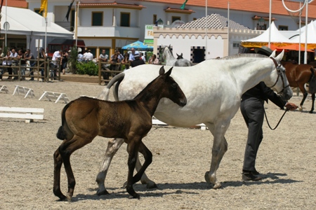 EXPOEGUA 2011 -GOLEGÃ