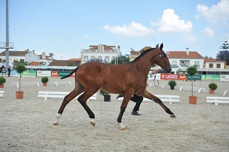 EXPOEGUA 2011 -GOLEGÃ