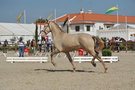 EXPOEGUA 2011 -GOLEGÃ