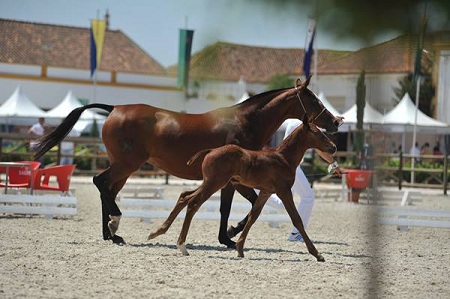 EXPOEGUA 2011 -GOLEGÃ