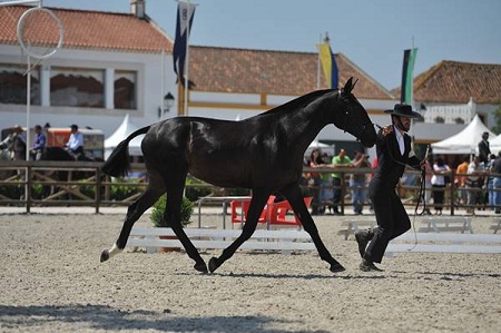 EXPOEGUA 2011 -GOLEGÃ