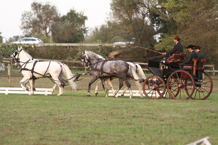 XXXVI – FEIRA NACIONAL DO CAVALO 2011