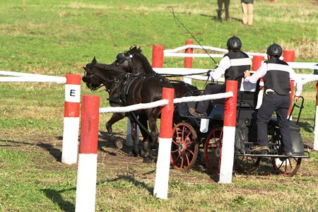 XXXVI – FEIRA NACIONAL DO CAVALO 2011