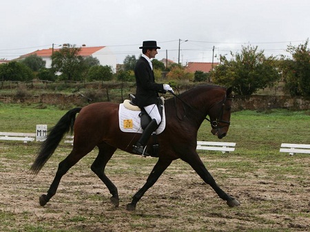 XXXVI – FEIRA NACIONAL DO CAVALO 2011