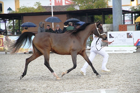 XXXVI – FEIRA NACIONAL DO CAVALO 2011