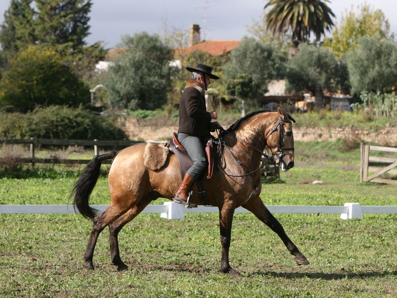 XXXVI – FEIRA NACIONAL DO CAVALO 2011