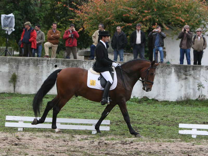 XXXVI – FEIRA NACIONAL DO CAVALO 2011