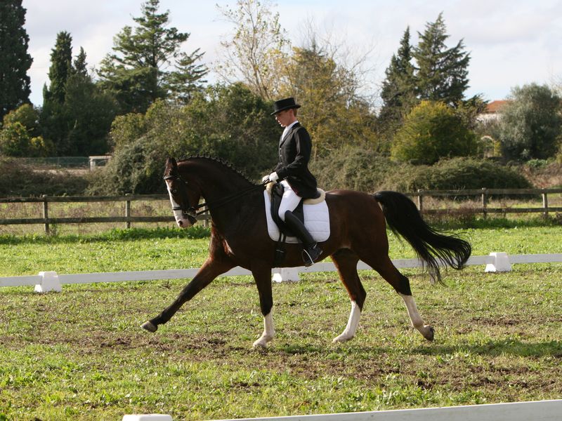 XXXVI – FEIRA NACIONAL DO CAVALO 2011
