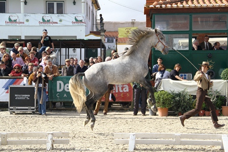 XXXVI – FEIRA NACIONAL DO CAVALO 2011