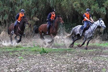 XXXVI – FEIRA NACIONAL DO CAVALO 2011