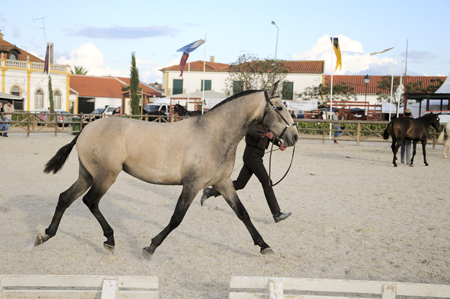 EXPOEGUA 2012 – GOLEGÃ