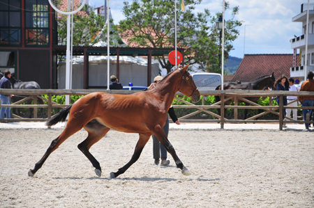 EXPOEGUA 2012 – GOLEGÃ