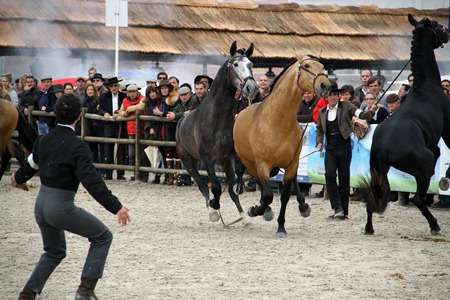 XXXVII FEIRA NACIONAL DO CAVALO – GOLEGÃ 2012