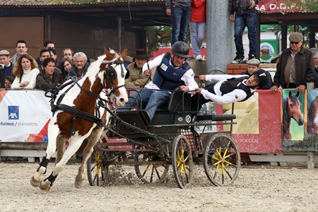 XXXVII FEIRA NACIONAL DO CAVALO – GOLEGÃ 2012