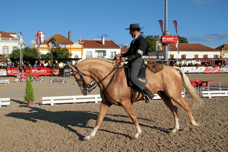 XXXVII FEIRA NACIONAL DO CAVALO – GOLEGÃ 2012